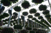 吉安南昌垂直绿化：​盆花秋季的养护管理