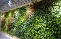 南昌江西墙体绿化蔬菜品种的选用原则