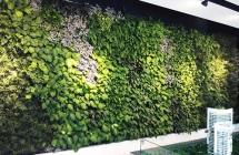 新余南昌垂直绿化公司：​植物要考虑什么问题
