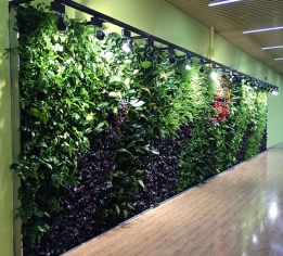 吉安垂直植物墙