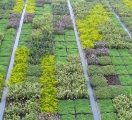 南昌法式植物墙
