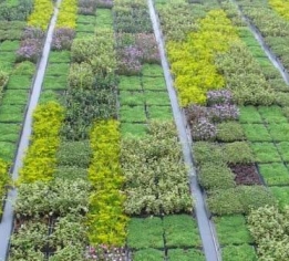 上饶南昌法式植物墙