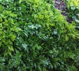 法式植物墙设计