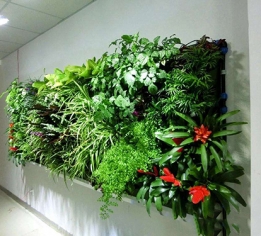 植物墙