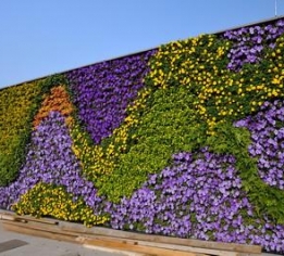南昌植物墙