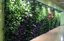 江西立体绿化谈昌植物墙改变了有哪些环境呢？