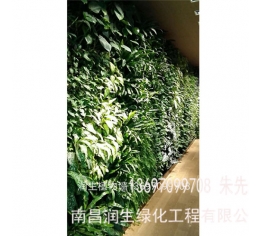 抚州植物墙