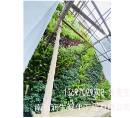 植物墙