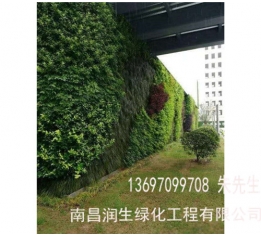 宜春植物墙