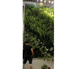 江西江西植物墙