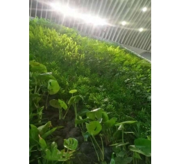 九江江西植物墙