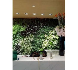 抚州江西植物墙