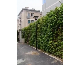 垂直绿化对城市环境有哪些具体好处？